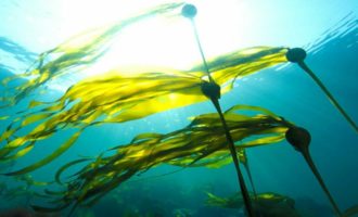 Морские водоросли: польза и вред, состав, рецепты