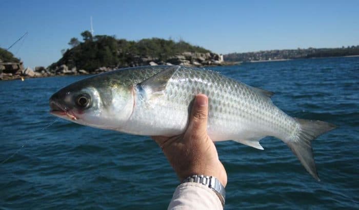 Пилькер для морской рыбалки на саргана - В чем разница, плюсы и минусы