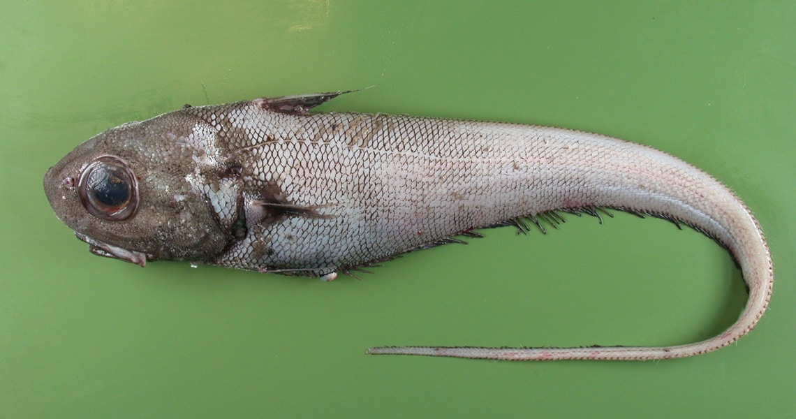 Что за рыба макрурус: польза и вред