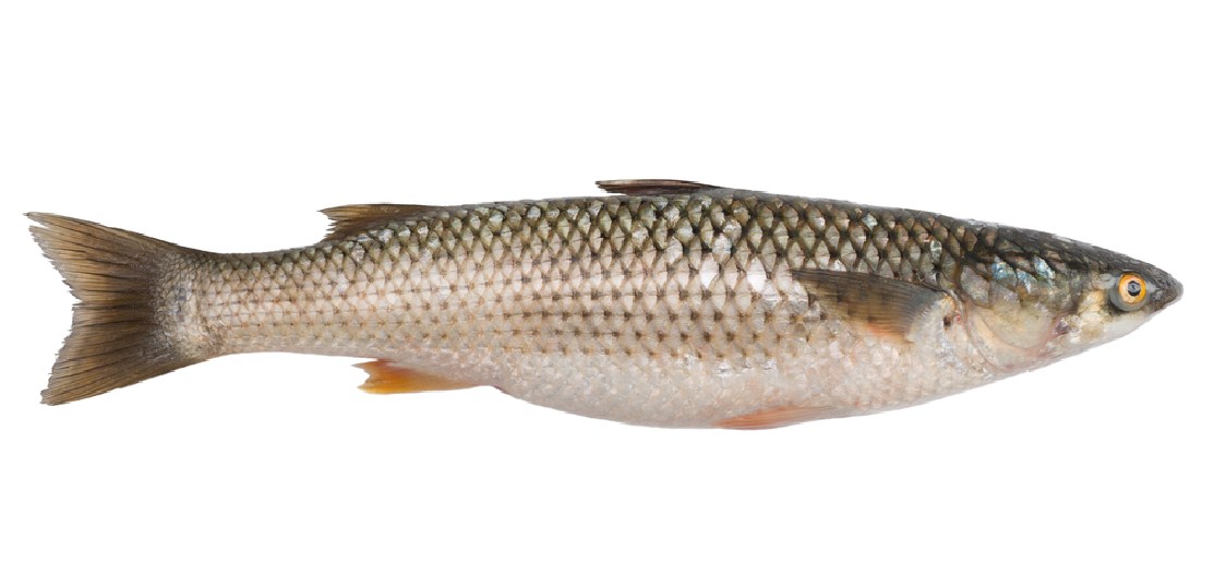 Лобань: как выглядит рыба, ее характеристики и описание, особенности жизни и поведения