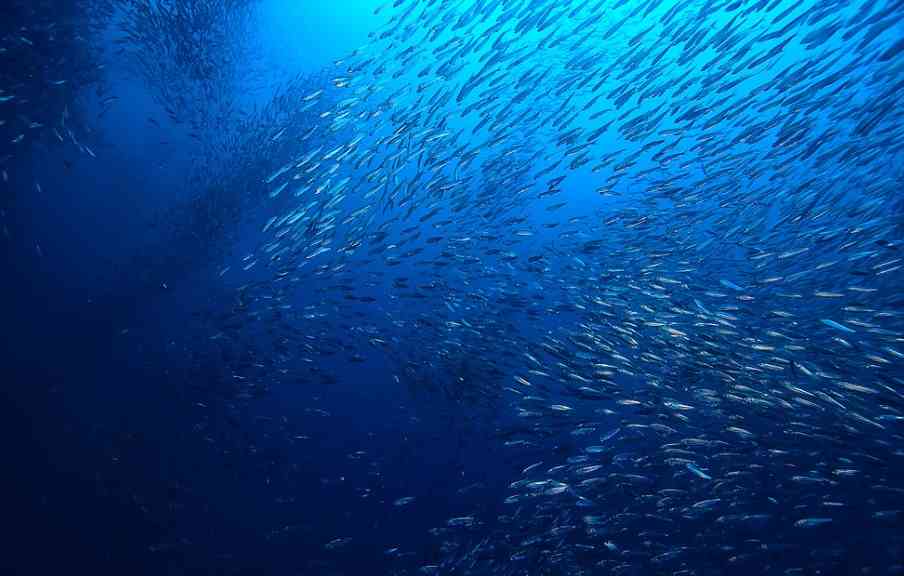 Какие рыбы считаются самыми редкими на Земле