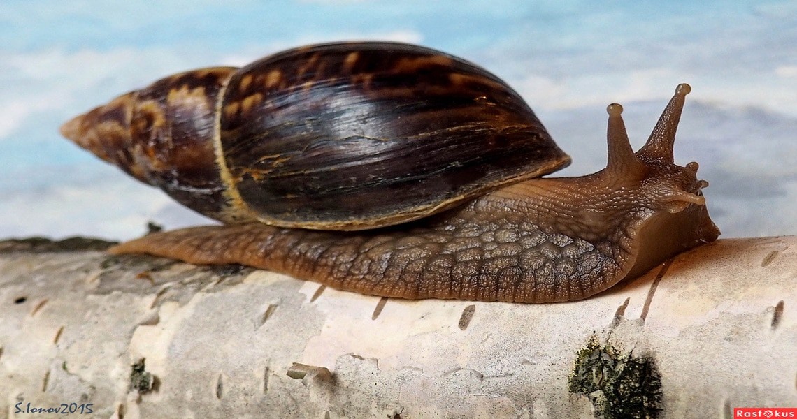 Брюхоногие моллюски: виды с описанием и фото