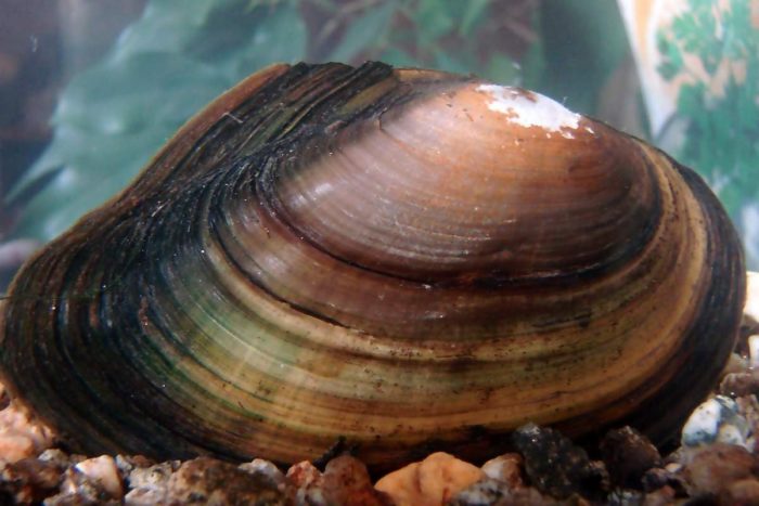 🚩 Двустворчатые моллюски: характеристика, строение и виды с фото