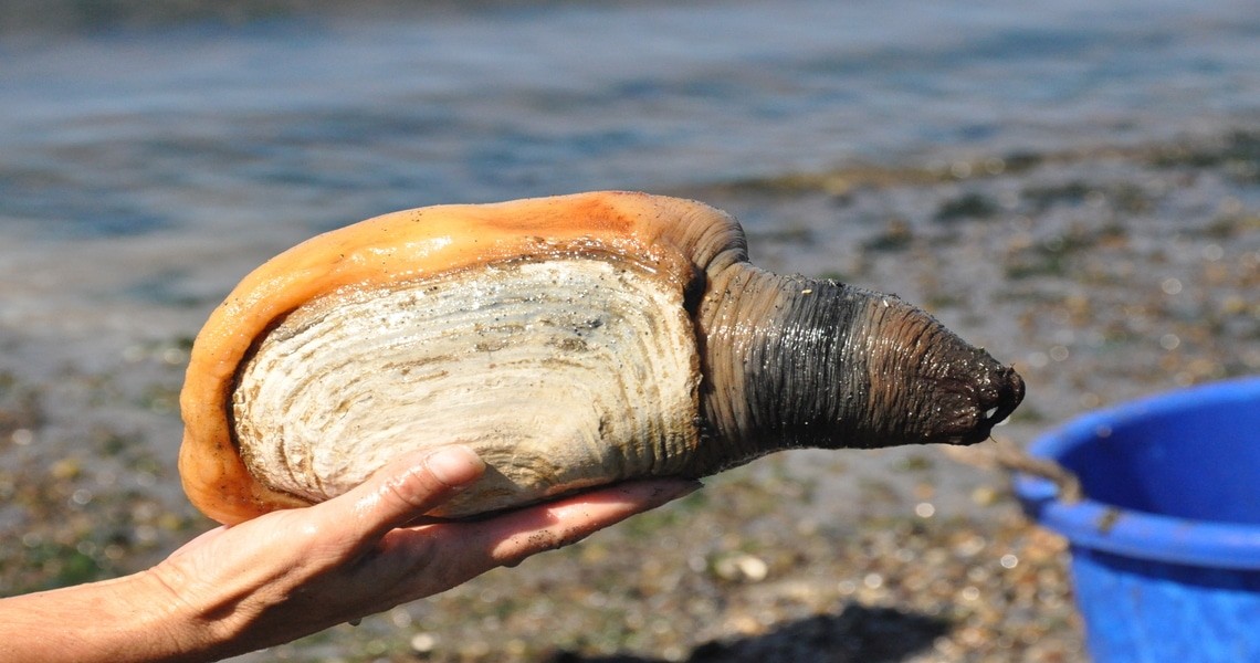 Моллюск гуидак: описание вида с фото