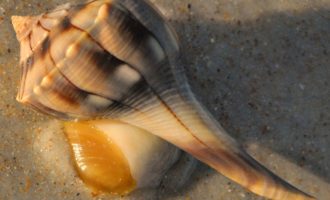 Деликатесный моллюск трубач: вы вряд-ли слышали об этом продукте