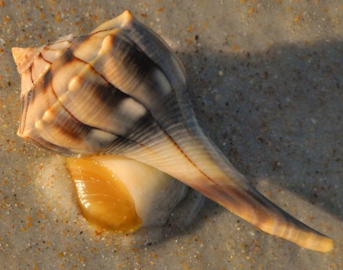 Деликатесный моллюск трубач: вы вряд-ли слышали об этом продукте