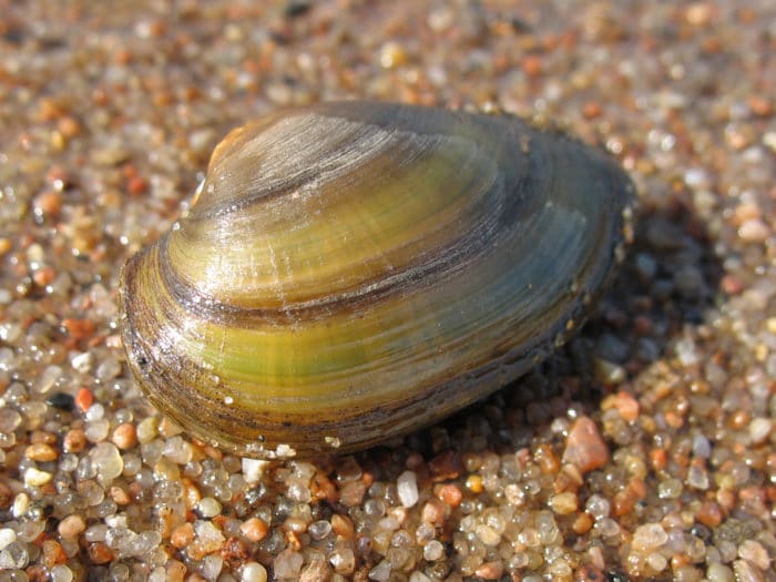 Моллюски приморского края фото и название