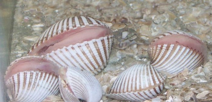Виды морских моллюсков фото и название