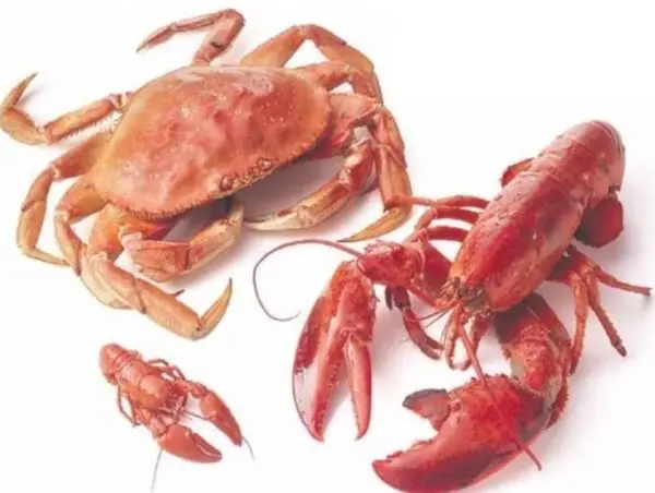 https://moreprodukt.info/wp-content/uploads/2019/12/lobster-i-krab-e1577173623142.jpg.webp
