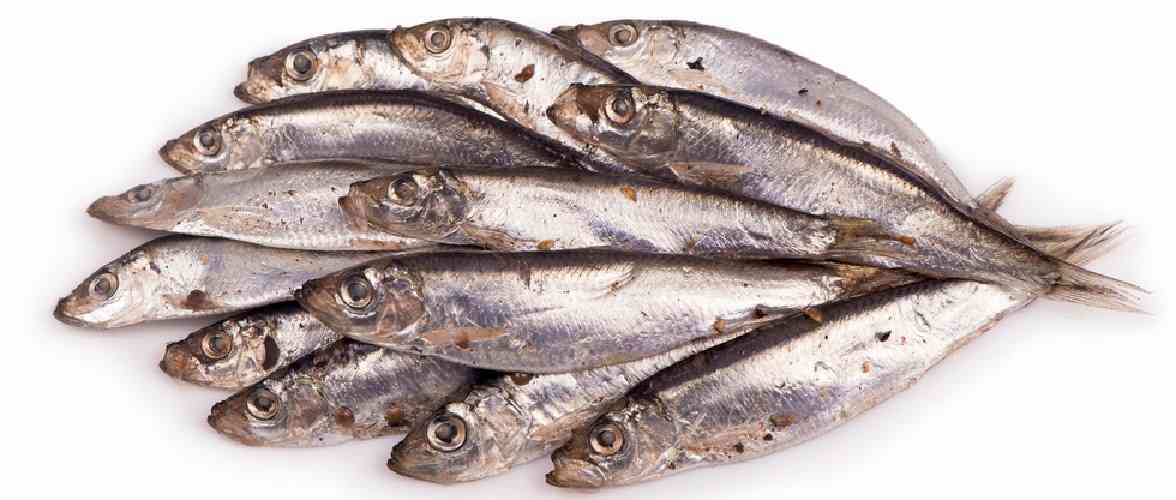 Рыба салака: описание вида