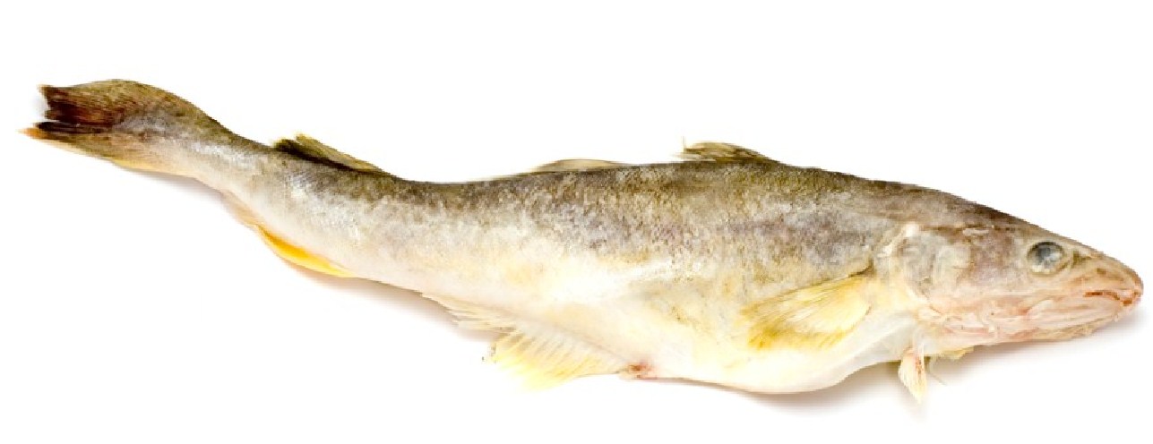Что за рыба навага: описание вида, его польза и вред