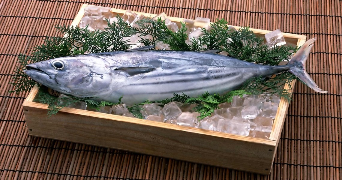 Что за рыба тунец: среда обитания и виды с фото