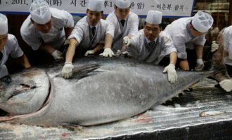 Сколько весит самый большой тунец в мире