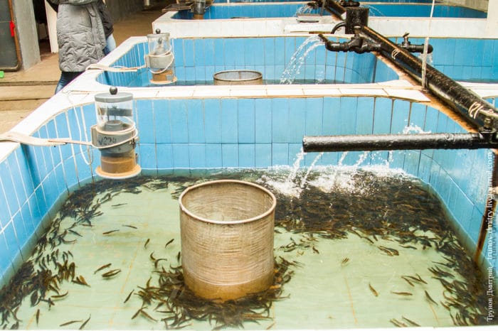 Chov pstruhů doma: kutilská technologie pro pěstování ryb v rybníku, v RAS, v klecích, v bazénu ve venkovském domě
