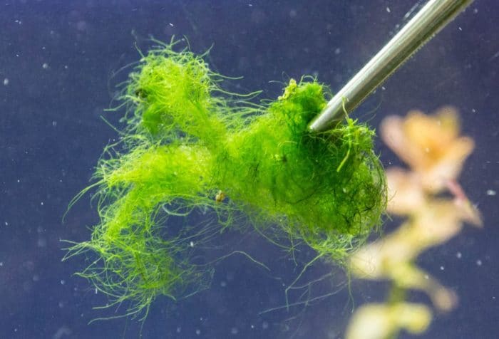 как убрать нитчатые водоросли 