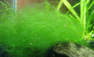 как выглядят нитчатые водоросли
