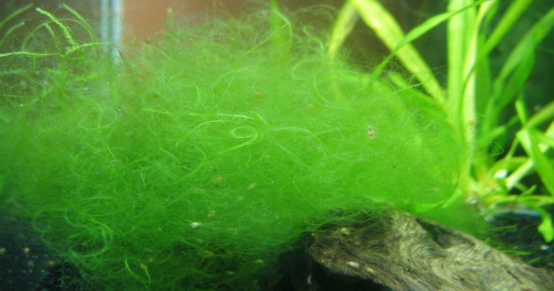 Нитчатые водоросли — боль аквариумиста