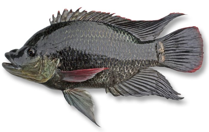 Рыба телапия или тилапия фото