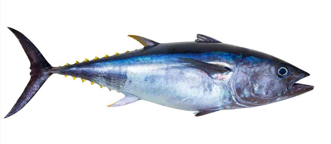 Калорийность и БЖУ тунца