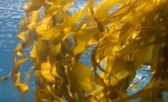 Ламинария или бурые морские водоросли — все про их пользу
