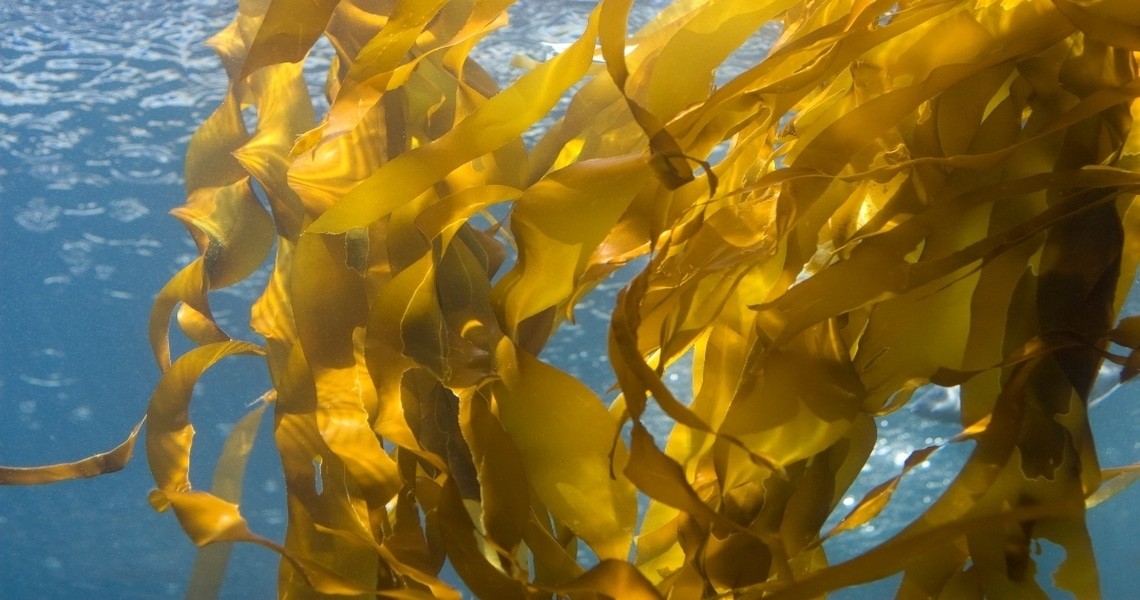 Ламинария или бурые морские водоросли — все про их пользу