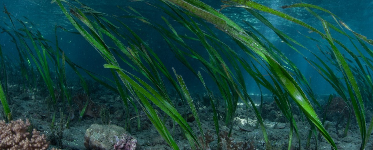 Где и как собирают полезную морскую капусту: все секреты добычи водорослей