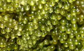 Саргассовые водоросли или морской виноград: в чем его польза