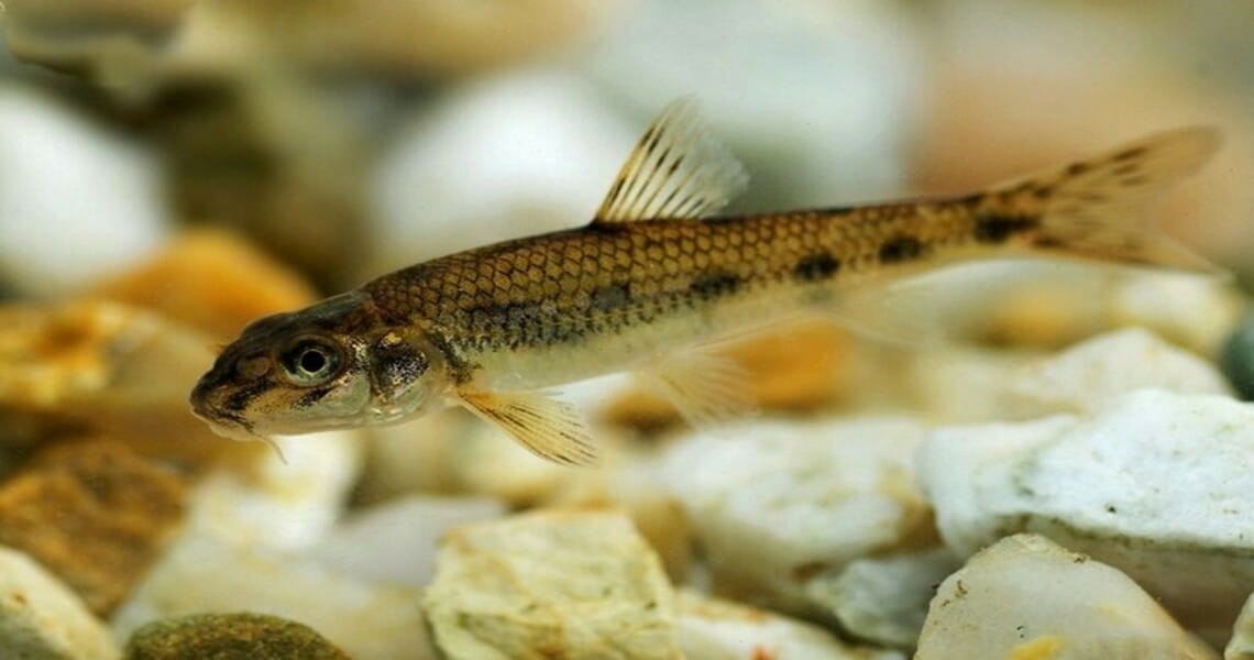 Пескарь: подробное описание рыбы и среды ее обитания