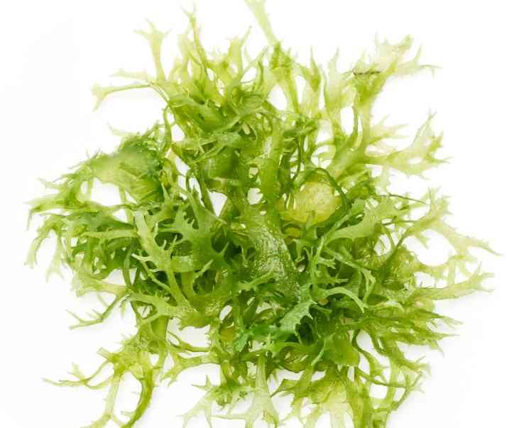 водоросли в питании