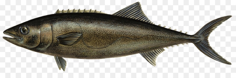внешний вид рыбы Эсколар
