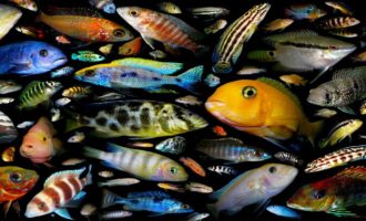 Полный список морской рыбы: удивительные и распространенные представители
