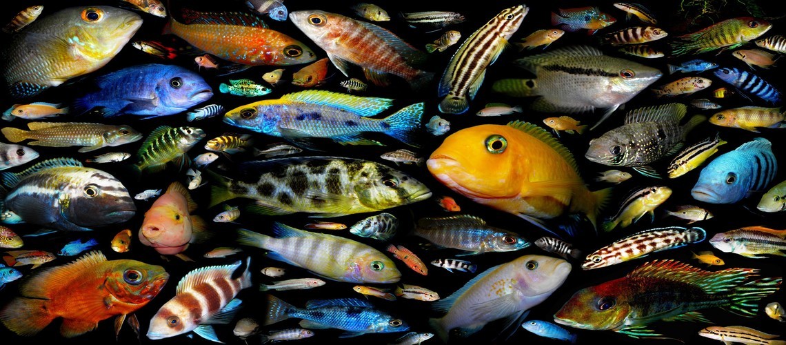 Полный список морской рыбы: удивительные и распространенные представители