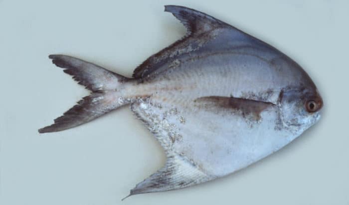 рыба Строматей