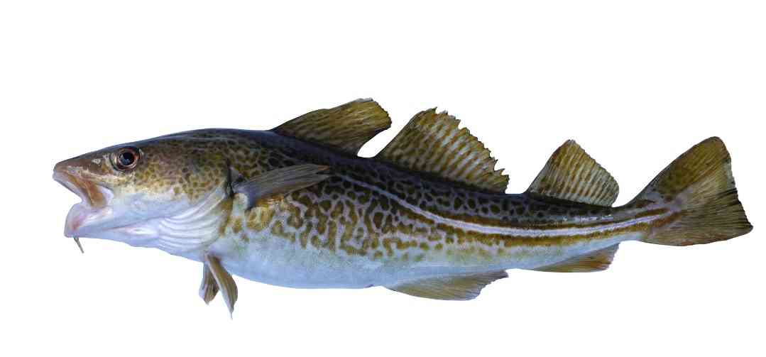 Снежная рыба: виды и сорта, полезные и вкусовые качества