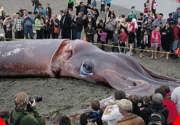 самый большой кальмар в мире
