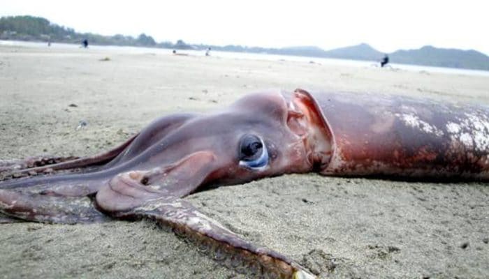 кальмары какого вида самые большие 