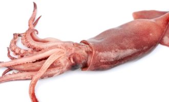 Кто такой кальмар: подробное описание моллюска