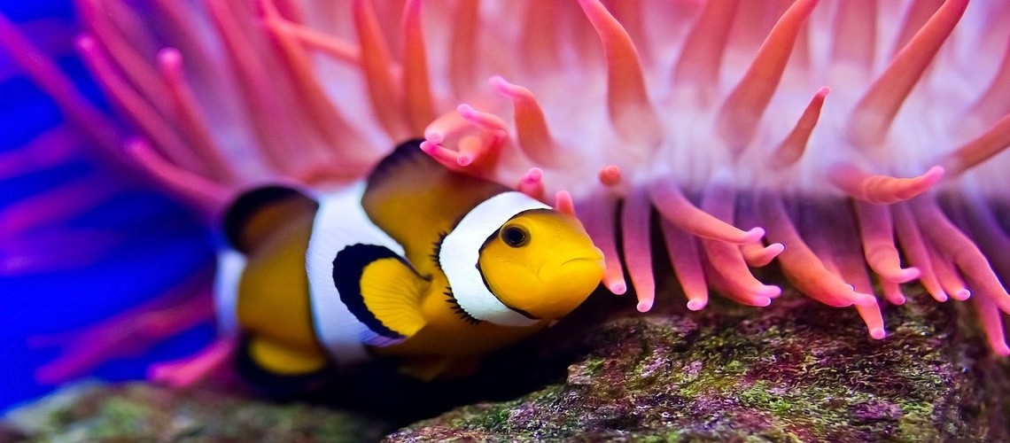Яркая рыбка клоун: она поднимет настроение вам и всем обитателям аквариума