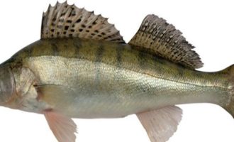 Трофейная рыбалка на судака: узнайте все особенности из первых уст