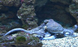 Голубых кровей: 7 удивительных фактов про осьминогов