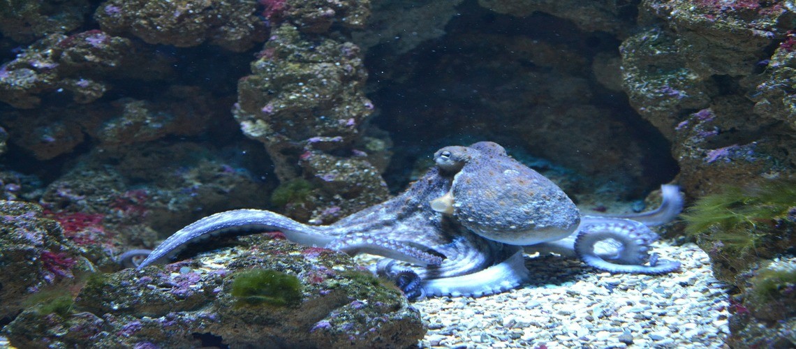 Голубых кровей: 7 удивительных фактов про осьминогов