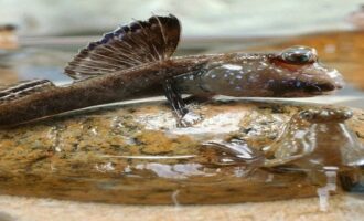 Рыба может залезть на дерево: 5 удивительных фактов об анабасе
