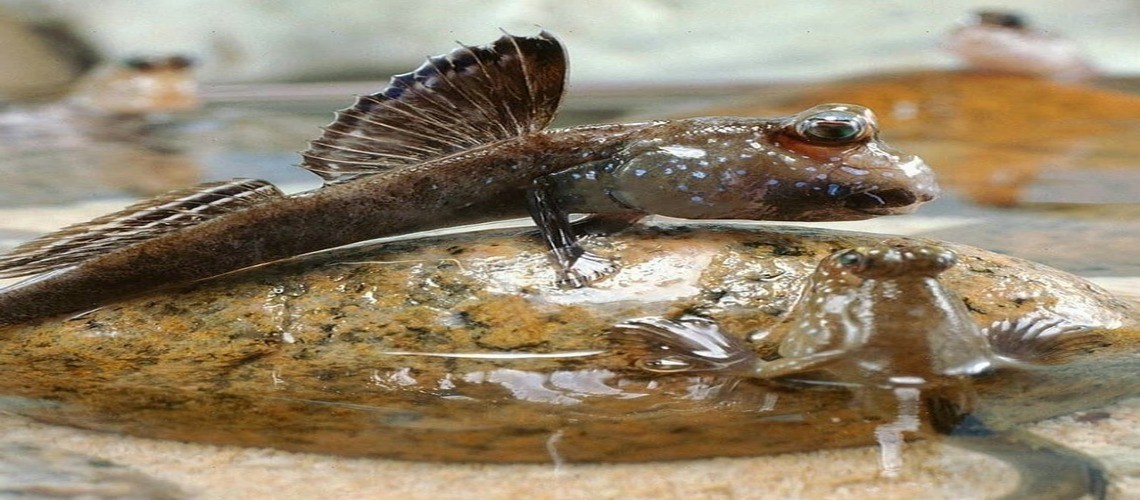 Рыба может залезть на дерево: 5 удивительных фактов об анабасе