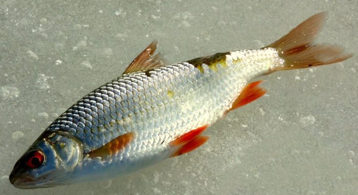 🚩 Рыба плотва (сорожка): описание, класс, питание, места обитания