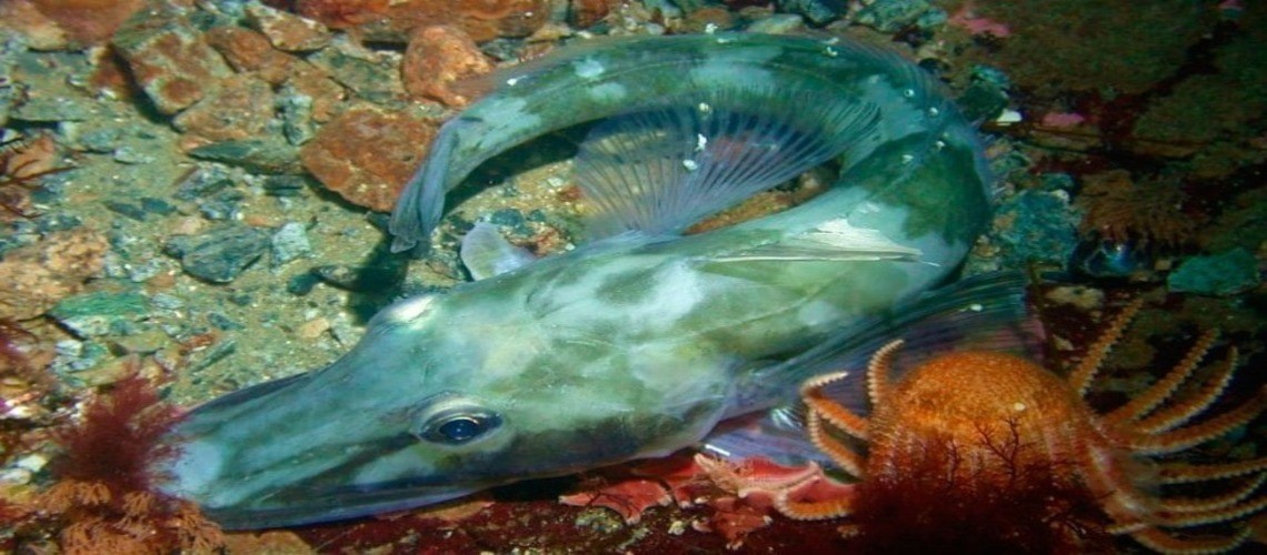 Что известно о ледяной рыбе: 7 познавательных и интересных фактов