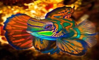 Их раскрасила природа: 7 рыб, поражающих своей красотой и яркими оттенками