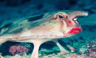 Загадка природы: 7 необычных рыб о которых ничего неизвестно