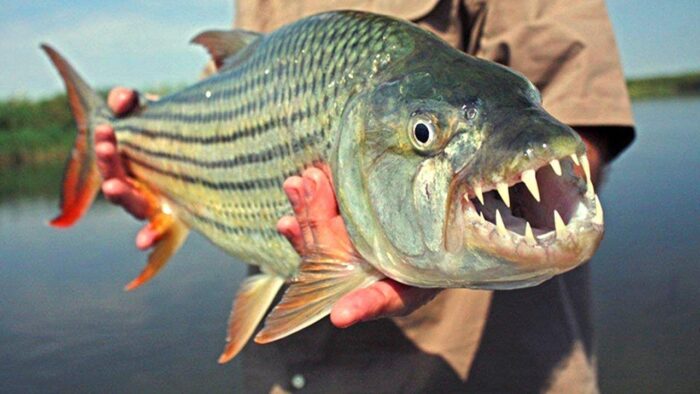 🚩 Речная рыба голиаф: характеристика, обитание, чем опасна и интересна