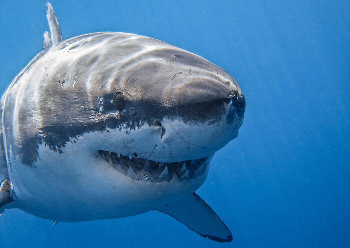 огромная белая акула