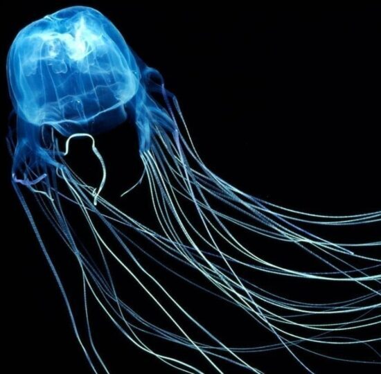 медуза морская оса 